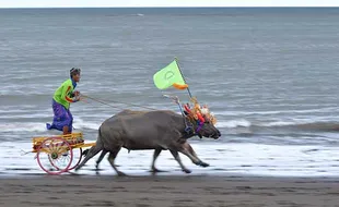 Tradisi Makepung, Atraksi Wisata Balap Kerbau di Jembrana Bali