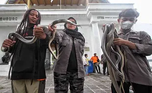 Exalos Tangkap 8 Ular di Benteng Vastenburg Solo, Ini Foto-Fotonya