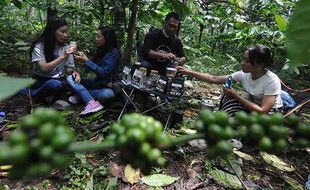 Begini Sensasi Wisata Ngopi di Kebun Kopi Kaki Gunung Merbabu Boyolali