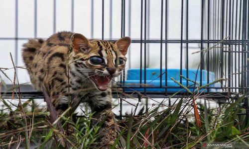 Kucing Hutan Jawa, Satwa Langka yang Diperjualbelikan Secara Ilegal