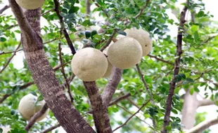 Sirup Kawista, Java Cola Khas Rembang