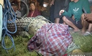 Buaya Berkalung Ban di Palu Berhasil Ditangkap Setelah 6 Tahun