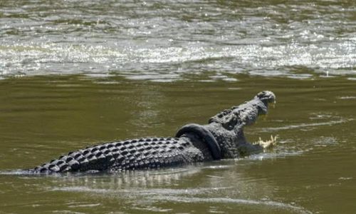 Buaya Berkalung Ban: Dari Panji Petualang hingga Sayembara Berhadiah