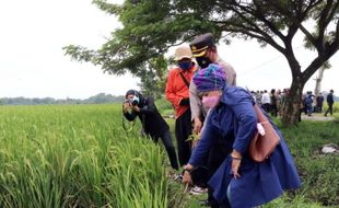 Penasaran Jebakan Tikus Listrik, Anggota DPR RI Turun ke Sawah Sragen