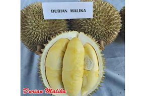 Langka! Pohon Durian Malika Asli Semarang Cuma Ada 1 di Dunia