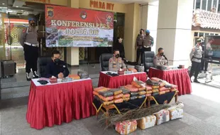 Kasus Peredaran Ganja, Polda DIY Temukan 2 Ton Ganja di Tempat Ini