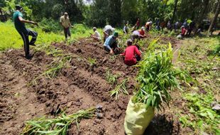 Diburu Pas Pandemi, Pemuda Madiun-Warga Tanam 1.300 Bibit Jahe Merah