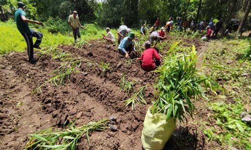 Diburu Pas Pandemi, Pemuda Madiun-Warga Tanam 1.300 Bibit Jahe Merah