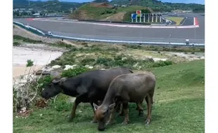 Kearifan Lokal Sirkuit Mandalika, Ada Pemandangan Kerbau Makan Rumput