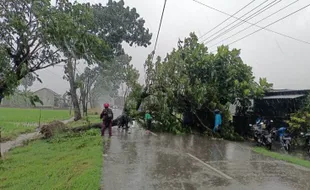 Lisus Terjang Sukoharjo, Belasan Pohon Tumbang Tutup Akses Jalan