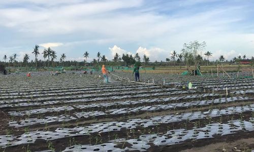 Berjuang Demi Bayi Dalam Kandungan Bumi