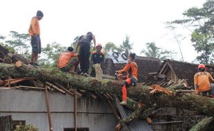 Tertimpa Pohon Tumbang, 2 Warga Manisrenggo Klaten Opname