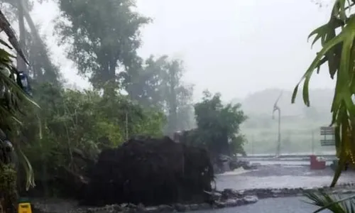 Diterjang Angin Kencang, Pohon Beringin di Umbul Manten Klaten Tumbang