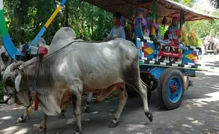 Bengking Klaten Garap Eduwisata, Ada Tunggang Sapi dan Petik Kelengkeng