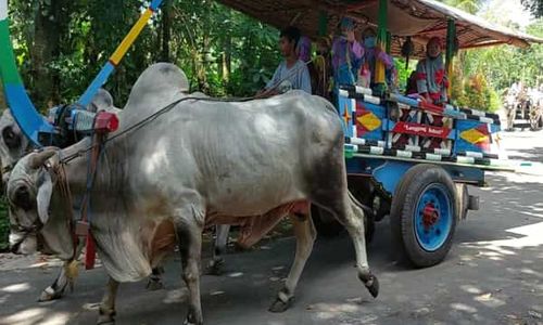 Bengking Klaten Garap Eduwisata, Ada Tunggang Sapi dan Petik Kelengkeng