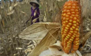 Wapres: Indonesia Minus Produksi Jagung dan Kedelai, 90 Persen Impor