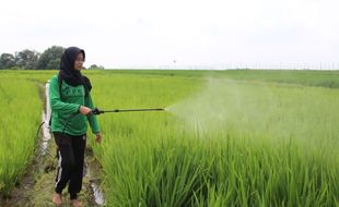 Produksi Beras Merah Pulen, Omzet Petani Milenial Klaten Rp10 Juta