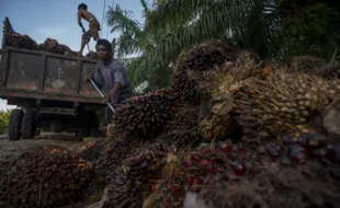 Alhamdulillah, Harga Tandan Buah Segar Sawit Merangkak Naik