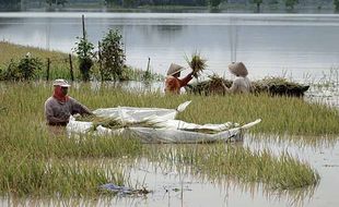 Banjir Kembali Landa Wilayah Banyumas, Ratusan Hektar Sawah Terendam