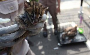 Penggagalan Penyelundupan Satwa Dilindungi di Surabaya