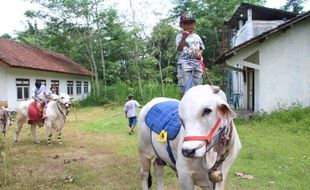 Agar Selalu Jinak, Ini Cara Menjinakkan Sapi di Tempat Wisata Jatinom