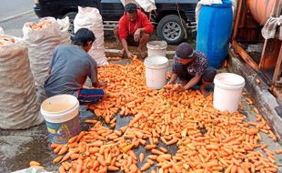 Harga Wortel Jeblok Jadi Rp1.000/Kg, Petani Tawangmangu Pasrah Merugi