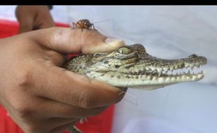 BKSDA Jatim Sebut Sungai Brantas Jadi Habitat Buaya