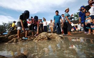 Batu Kutukan Malin Kundang Palsu? Begini Faktanya