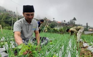 Usulan Impor Bawang Merah Mencuat, Petani Selo Boyolali Sakit Hati