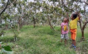 Sensasi Beli Jambu Petik dari Pohon di Karanganyar, Bisa Selfie Hlo