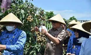 Mantap! Kebumen Siap Swasembada Kelengkeng