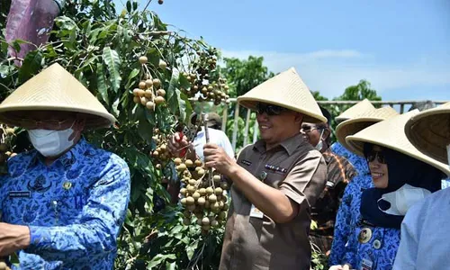 Mantap! Kebumen Siap Swasembada Kelengkeng