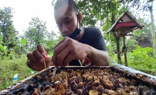 Wow! Budidaya Madu Klanceng di Madiun Hasilkan Cuan, 1 Liter Rp400.000