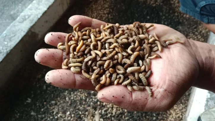 Ogohlantirishsiz og‘zimga kirdi.