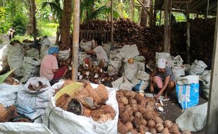 Minyak Goreng Kelapa Bikinan Warga Kulonprogo Jadi Primadona