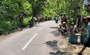 Bikin Pusing! Kawanan Monyet Serang Lahan Petani di Gunungkidul