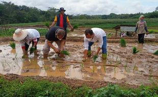 Pilih Organik, 70 Persen Petani Sambirejo Karanganyar Tinggalkan Pupuk Kimia