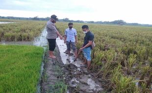 Tersambar Petir di Persawahan, Warga Gemolong Sragen Meninggal Dunia