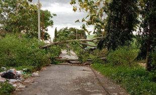 Berboncengan Motor, 2 Pemuda Paseban Bayat Tertimpa Pohon Tumbang