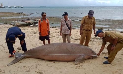 Dugong Mati di Pulau Morotai, Spesies Rentan Buruan Ritual Klenik