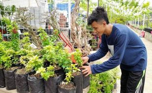 Wow, Bonsai Milik Pemuda Ampel Boyolali Ini Pernah Ditawar Rp30 Juta