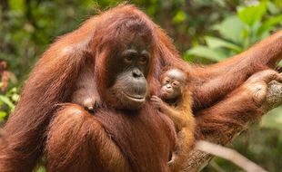 Habitat Orang Utan di Dekat Pembangunan IKN, Bagaimana Nasibnya?