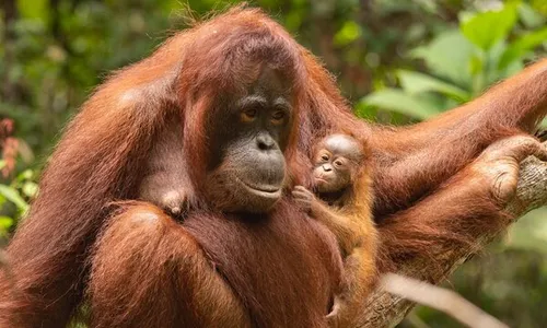 Habitat Orang Utan di Dekat Pembangunan IKN, Bagaimana Nasibnya?