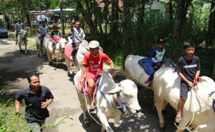 Yuk! Jajal Sensasi Menunggang Sapi Keliling Kampung Bengking Klaten