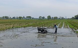 Eman-Eman, Sekitar 10 Ha Lahan Pertanian di Baki Sukoharjo Nganggur