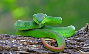 Trimeresurus Insularis, Ular Berbisa Perenggut Nyawa Bocah Karanganyar