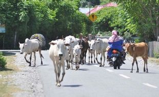 Ada Hewan Menyeberang, Ini Yang Harus Dilakukan Pengendara Motor