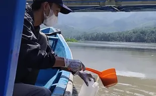 Lagi! Ribuan Ikan Ditemukan Mati di Tepi Sungai Serayu