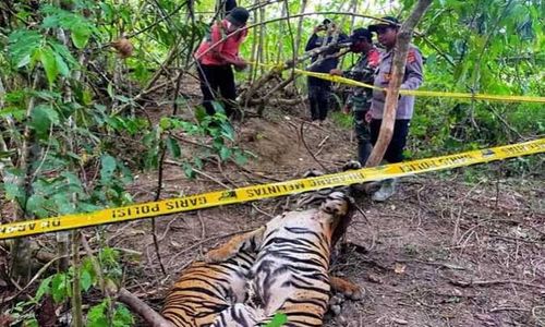 Makin Banyak Harimau Sumatra Mati Karena Jeratan Perangkap Babi