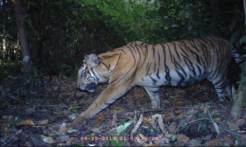 Pekerja Meninggal Diterkam Harimau di Hutan Riau, Begini Kronologinya